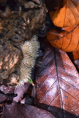 Protohydnum sclerodontium