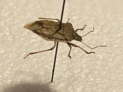 Halyomorpha halys