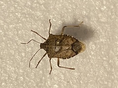 Halyomorpha halys