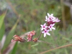 Stevia satureiifolia