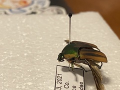 Cotinis nitida