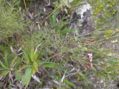 Stevia satureiifolia