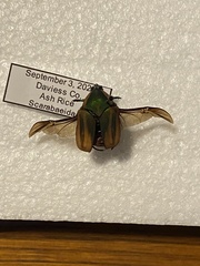 Cotinis nitida