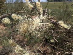 Hakea leucoptera