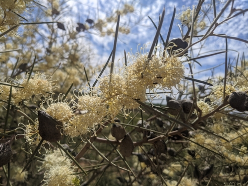 Image of Hakea leucoptera by (c) Dylan Butcher, some rights reserved (CC BY)