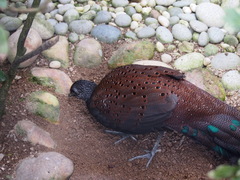 Polyplectron inopinatum