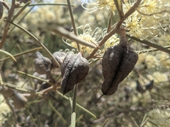 Hakea leucoptera