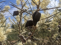 Hakea leucoptera