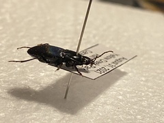 Carabidae