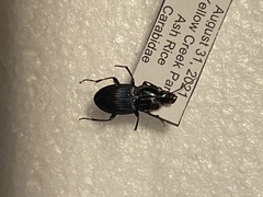 Carabidae