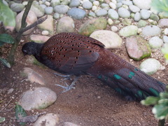 Polyplectron inopinatum