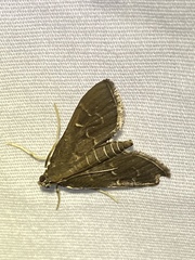 Pilocrocis