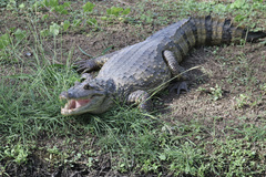 Caiman crocodilus