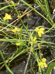 Goodenia gracilis
