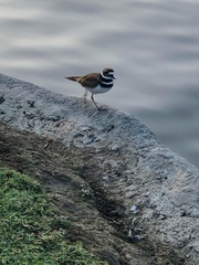 Charadrius vociferus