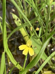 Goodenia gracilis
