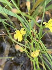 Goodenia gracilis