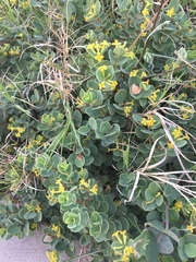 Wikstroemia uva-ursi