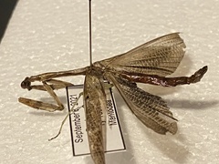 Mantodea