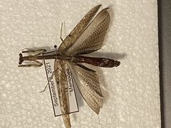 Mantodea