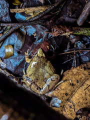 Microhyla palmipes