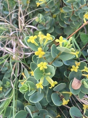 Wikstroemia uva-ursi