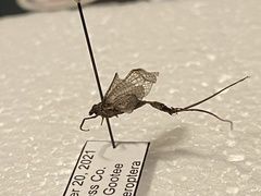Ephemeroptera