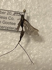 Ephemeroptera