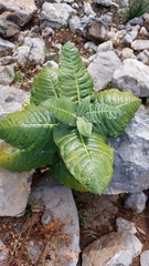 Asclepias otarioides