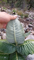 Asclepias otarioides