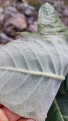 Asclepias otarioides