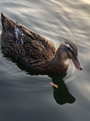 Anas platyrhynchos domesticus