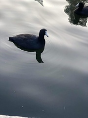 Anas platyrhynchos domesticus