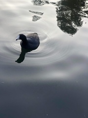 Anas platyrhynchos domesticus