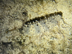 Holothuria pervicax