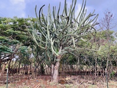 Cereus hankeanus