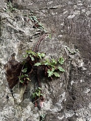 Heuchera micrantha diversifolia