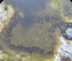 Miyagia pseudosphaeria