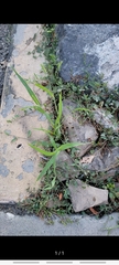Setaria viridis viridis