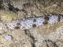 Holothuria pardalis