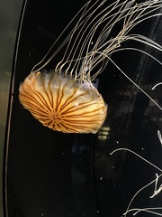 Chrysaora pacifica