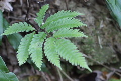 Pteris arisanensis