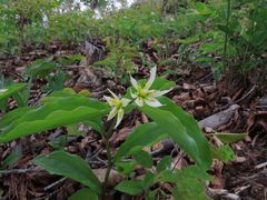 Disporum smilacinum
