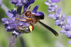 Euodynerus crypticus