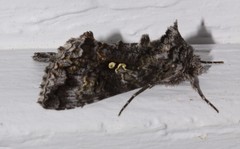 Syngrapha octoscripta