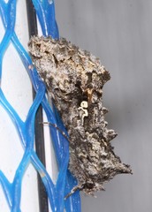 Syngrapha octoscripta