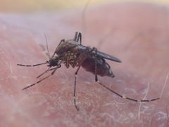 Aedes notoscriptus