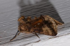 Autographa bimaculata