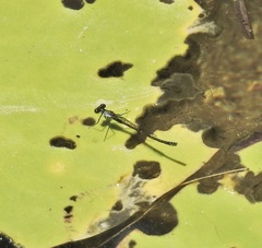 Austrocnemis maccullochi