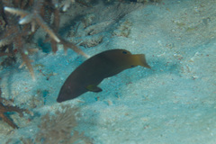 Anampses geographicus